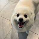 봉이네 애견미용 이미지