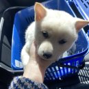 진도개영농조합 이미지