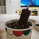 삼봉사우나 | [완주 맛집] 삼봉지구 빙수맛집 '대설(DAESUL)' 오픈런