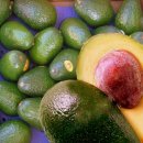열대 과일 아보카도(avocado) 이미지