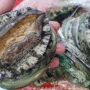 바다향 참전복 이미지