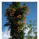 애월초등학교 이미지