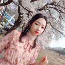지에스(GS)25전주아중대우점 | 2019 전주벚꽃명소 투어하면서 찍은 꽃 사진 자랑
