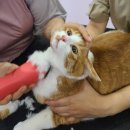 고양이무마취미용 냥지곤지 이미지