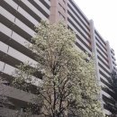 봄날의 댕댕이 이미지