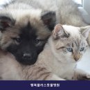 파주동물병원 행복플러스동물병원 진료 전 알아둘 체크포인트