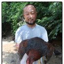 달구와 낭구 이미지