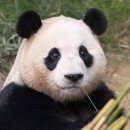 푸바오