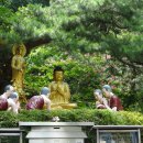 일향(一香) 이미지