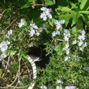 로즈마리 이미지