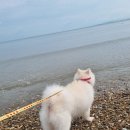 포도향기 이미지