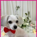 이끌리개 이미지