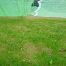 [한티별빛아래캠핑장]풋살구장 잔디가 조금씩 자라고 있습니다. 이미지