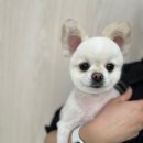 오구오구 펫살롱 이미지