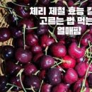 7월 제철과일 체리 씻는법 체리씨빼기 체리 보관법 이미지