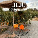 ㈜제주알프스렌트카 | 제주도 2박3일 가족여행 1일차 코스 | 동쪽에서 보낸 오후 (귤체험카페, 함덕해수욕장, 딱새우고등어회)