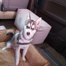 동물택시 이미지