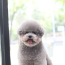 솜뭉치 이미지