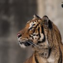 달성공원 이미지