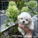 샵펫 강아지분양 울산점 이미지