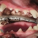 ABC 동물의료센터 이미지