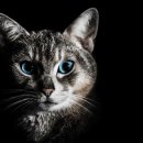 잠실동물병원 이미지