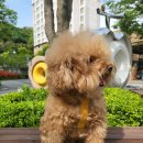 벨라펫살롱 이미지