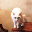 금고양이 이미지