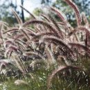 조경기능사(필기) 이미지