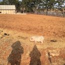 달봉이목장 이미지