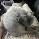 Dog# | 부평 애견미용 추천 🐶 꽃보다 Dog 후기 (쿠키의 여름나기!)