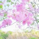 나무헤어 이미지