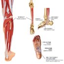 정강의료재단 | 서강병원 물리치료: 후천적 성인 평발변형
