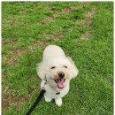 다산 애견훈련소 이미지