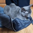 로뎀동물병원 이미지