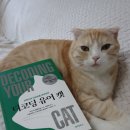 아이페티앙 | 고양이책 추천 디코딩유어캣 고양이언어 이해를 위한 필독서
