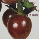 명다실 이미지