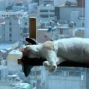 호불호 명확한 돼냥이 사료 4종 솔직 비교 후기