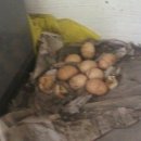 문바위농장 이미지