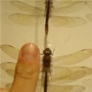 영월곤충박물관 이미지