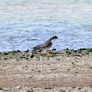매 (천연기념물 제323-7호, Peregrine Falcon) 이미지