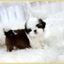 시츄언니 이미지