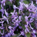 아리스타타 이미지