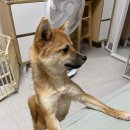 러브미독 이미지