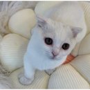 강아지에 빠지다 이미지