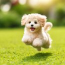 청주유기동물입양지원센터 개가 꿈꾸는 세상 | 【유기견 시리즈 5편 완결편】 🐾 함께 만드는 변화 - 유기견 없는 세상을 위하여 🐾