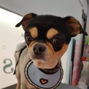 리리 펫살롱 이미지