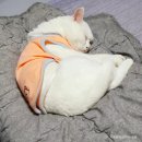 부산고양이미용&호텔 냥스타그램 이미지