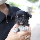 대구펫 강아지분양 고양이분양 이미지