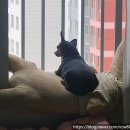 댕댕테이블 이미지